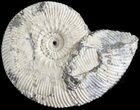 Wide Kosmoceras Ammonite - England #42631-1